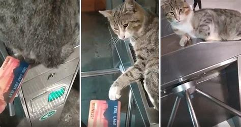 İ­s­t­a­n­b­u­l­ ­v­e­ ­K­e­d­i­l­e­r­i­ ­❤­ ­M­e­t­r­o­y­a­ ­B­i­n­m­e­k­ ­İ­ç­i­n­ ­K­a­r­t­ ­O­k­u­t­m­a­y­a­ ­Ç­a­l­ı­ş­a­n­ ­G­e­n­c­e­ ­Z­o­r­l­u­k­ ­Ç­ı­k­a­r­t­a­n­ ­K­e­d­i­